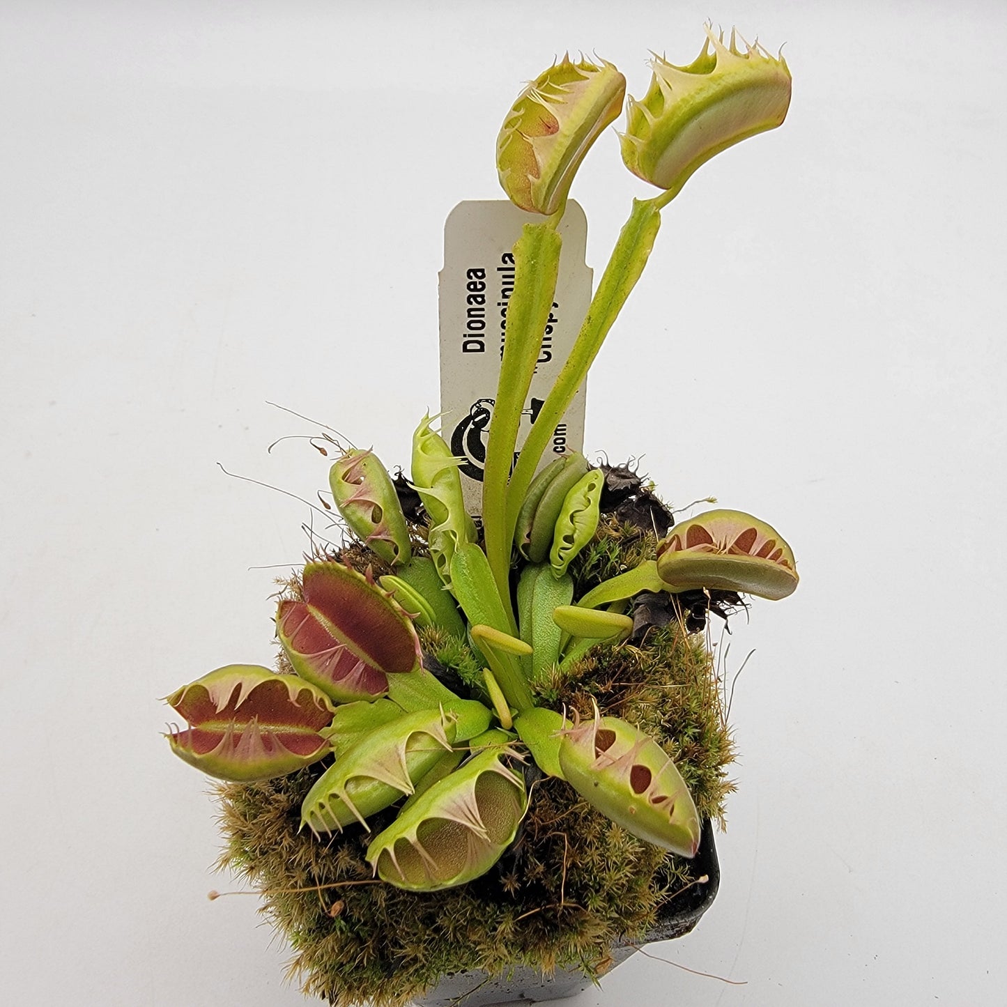 Venus flytrap (Dionaea muscipula) 'Crispy sun'