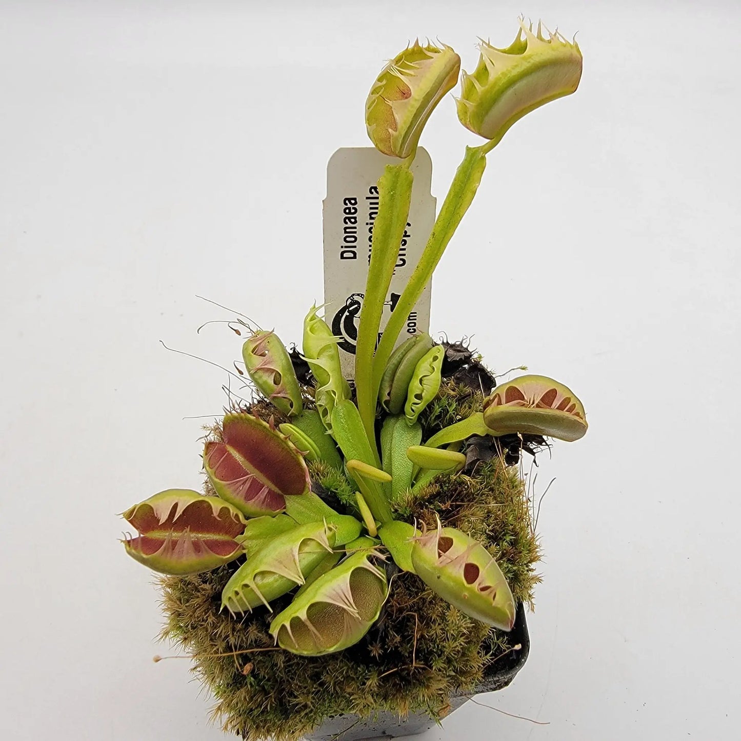 Venus atrapamoscas (Dionaea muscipula) 'Crispy sun'
