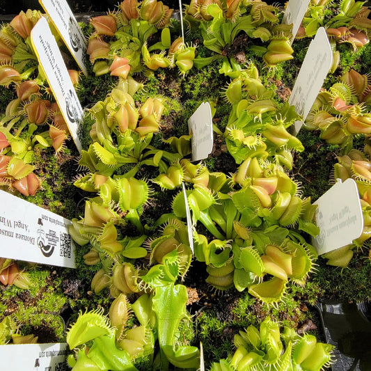 Venus flytrap Angel Wings Dionaea muscipula in trays with green traps Rainbow Carnivorous Plants on Tampa Home & Garden Store