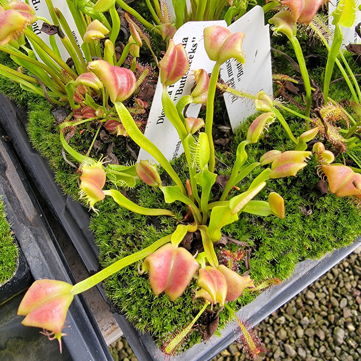 Venus flytrap Buttcheeks (Dionaea muscipula) in moss, pink traps, multiple potted specimens on Tampa Home & Garden Store