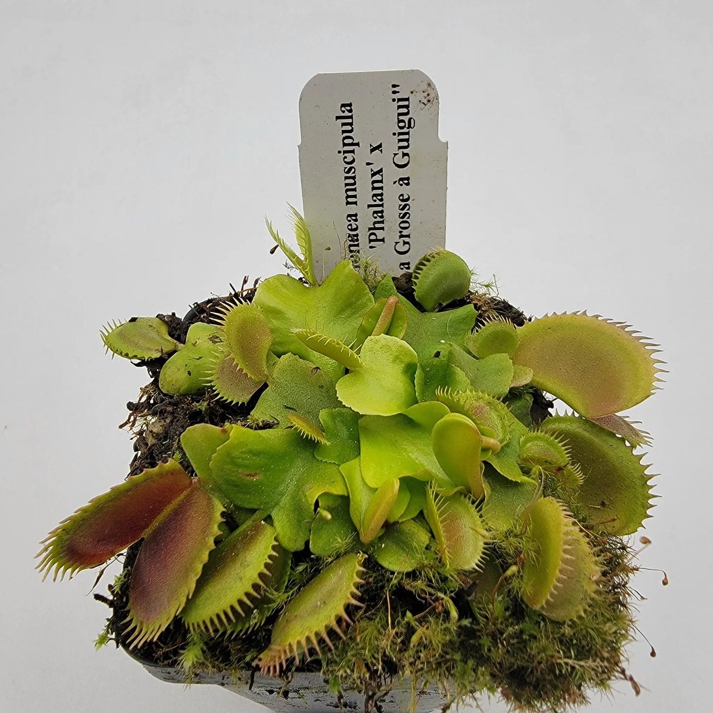 Venus flytrap (Dionaea muscipula) 'GJ Phalanx' x 'La Grosse a Guigui' - Tampa Home & Garden Store