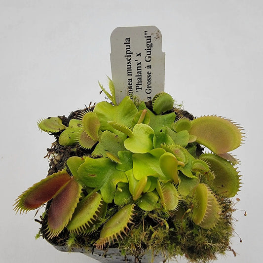 Venus flytrap plant, GJ Phalanx x La Grosse a Guigui, green rosettes in a pot on Tampa Home & Garden Store