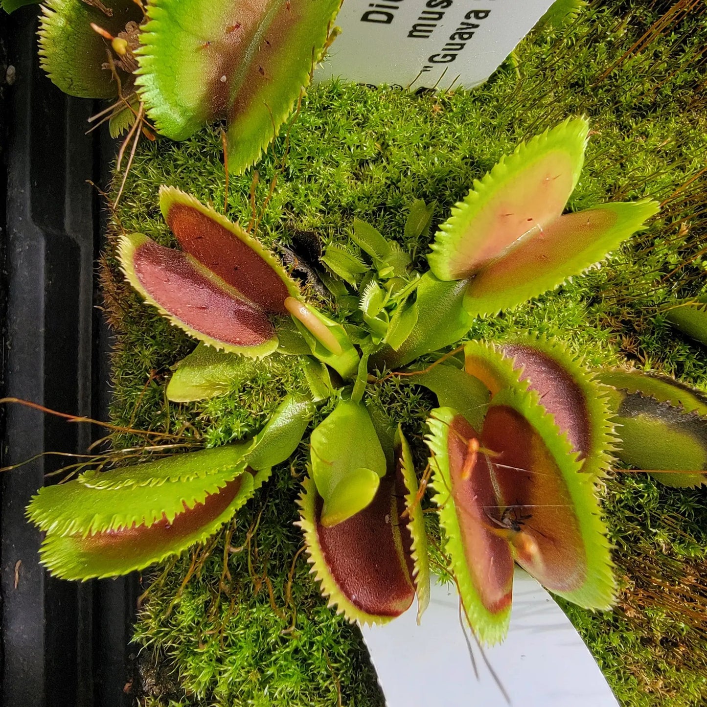 Venus flytrap (Dionaea muscipula) 'Guava Sawtooth' - Tampa Home & Garden Store