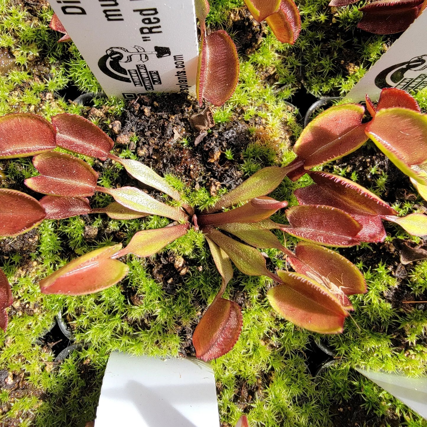 Venus flytrap (Dionaea muscipula) "Red Periscope" - Tampa Home & Garden Store