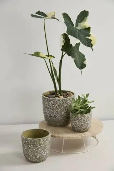 Verde ceramic plant pot: speckled gray pots with tall leafy plant and small succulent on stand on Tampa Home & Garden Store