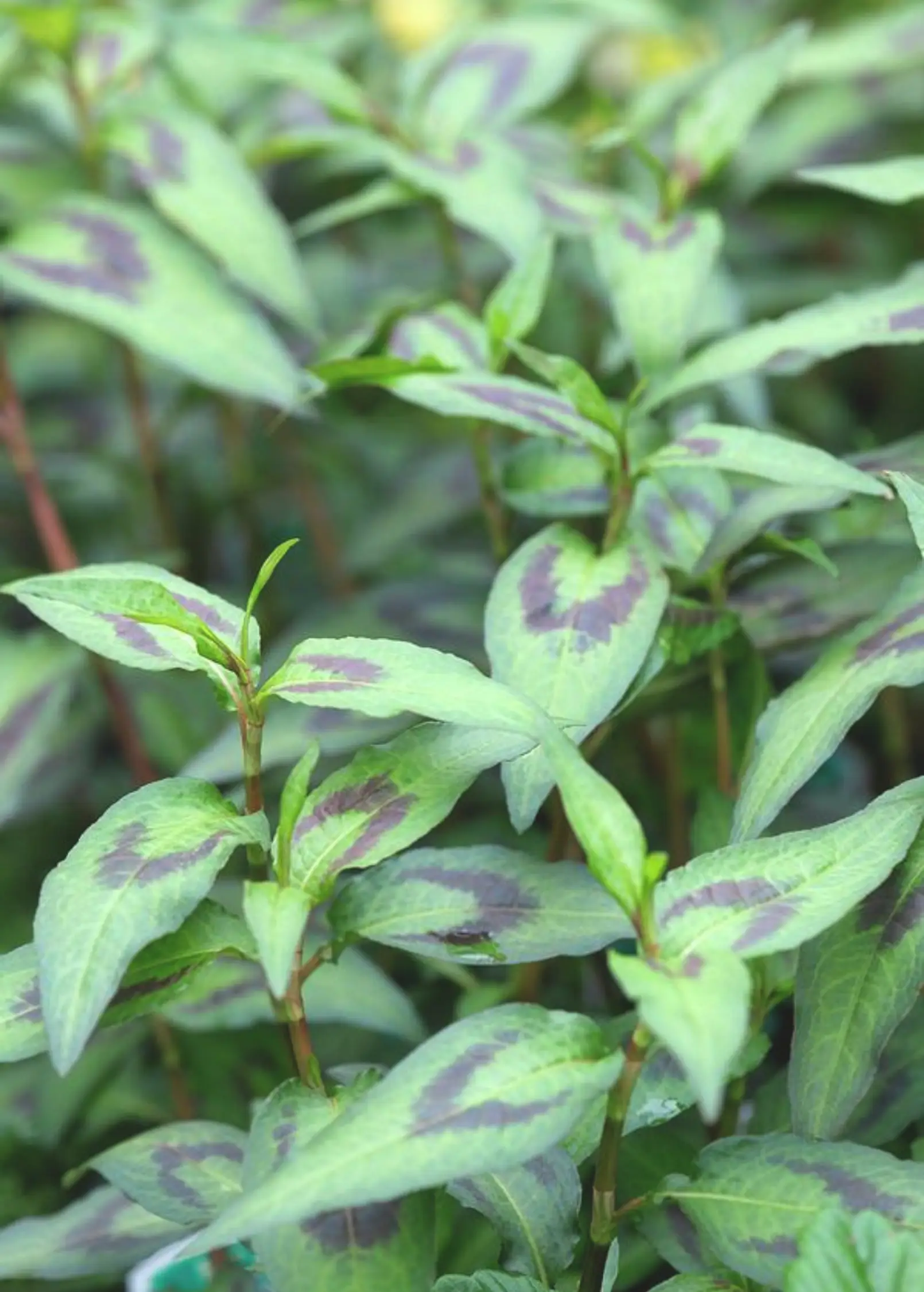 Vietnamese Coriander Plant variegated green leaves with purple blotches Sow Exotic herb on Tampa Home & Garden Store