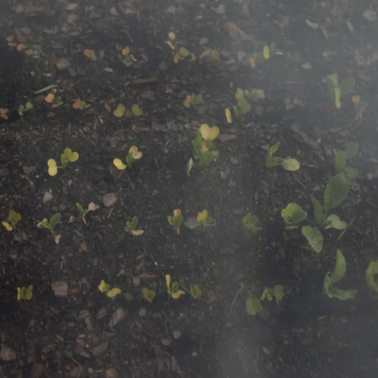 Heavy-Duty Insect Netting Bootstrap Farmer in soil bed with small green seedlings on Tampa Home & Garden Store