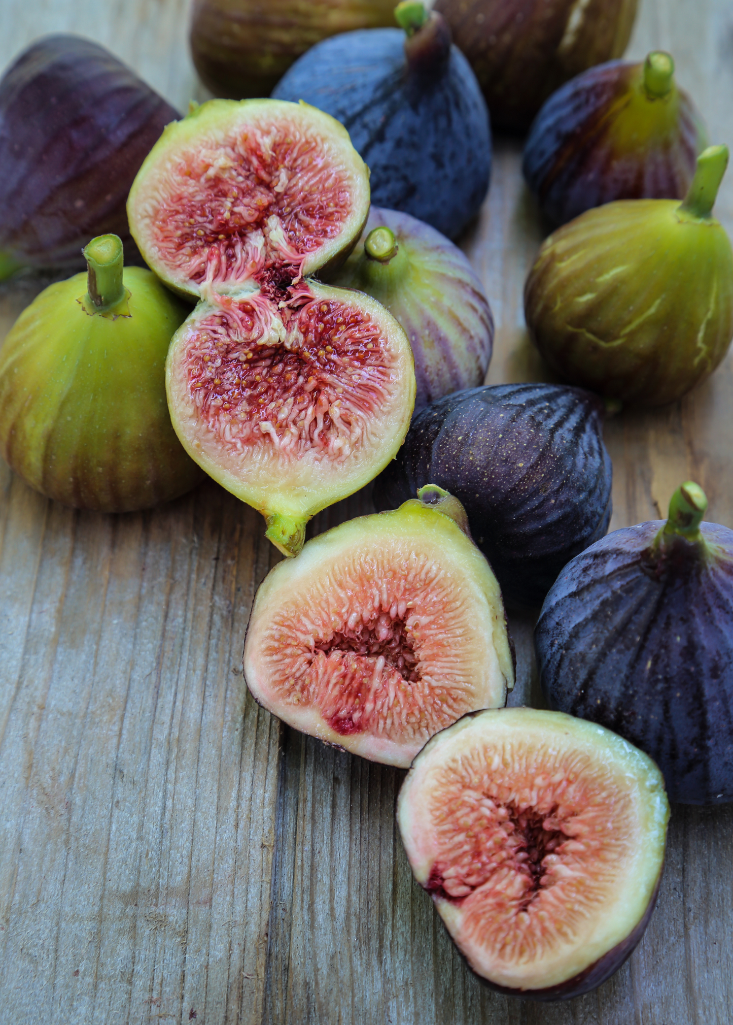 Fig Tree 'Violete de Bordeaux' (Ficus carica)