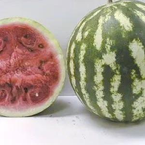 Crimson Sweet Watermelon pair whole and halved with red flesh and green rind bulk heirloom on Tampa Home & Garden Store