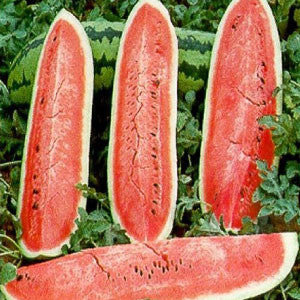 WATERMELON Seeds, Jubilee - Tampa Home & Garden Store