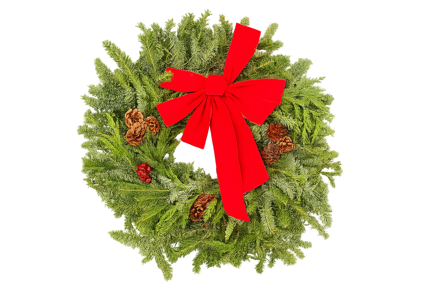 22 Inch Fraser Cedar Evergreen Wreath with red bow and pinecones by House Plant Shop on Tampa Home & Garden Store
