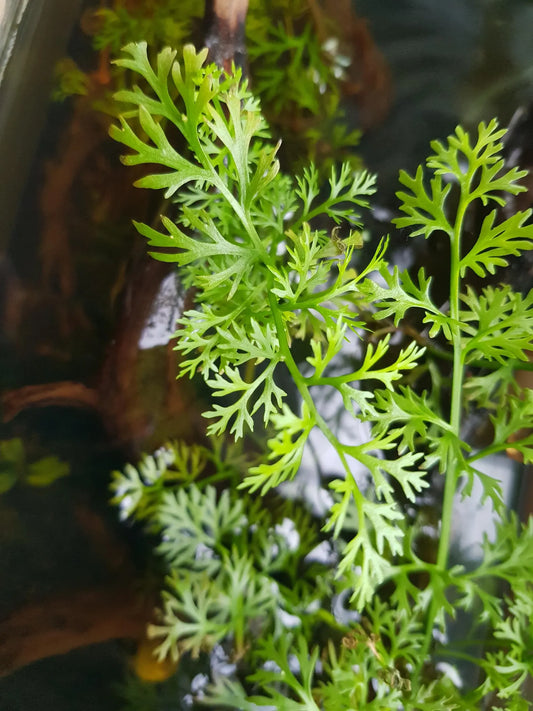 Water Sprite Plant with 6 stems bright green aquatic foliage for aquariums and pools on Tampa Home & Garden Store