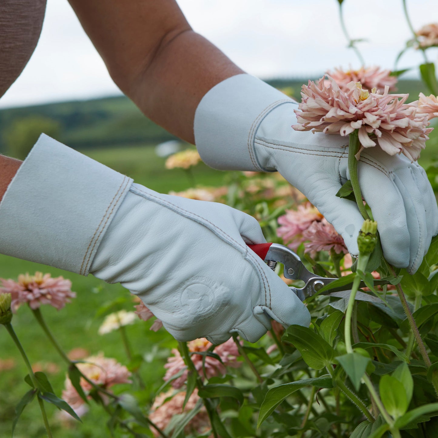 The Gardeners' Goatskin Glove, light blue, gardener pruning pink flowers with pruners on Tampa Home & Garden Store