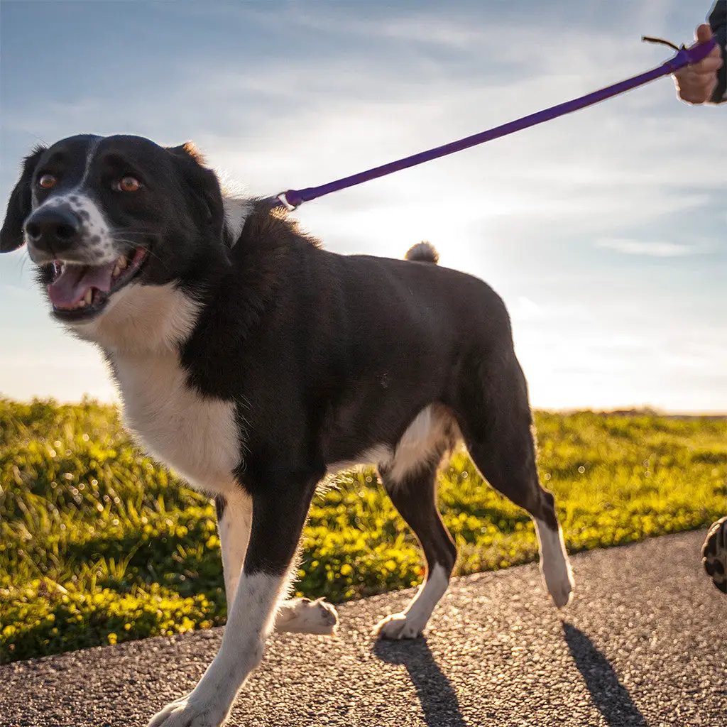 WUNDERleash Original No-Pull Dog Leash Calm Walks purple leash on a happy black and white dog on Tampa Home & Garden Store