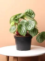 Watermelon Peperomia plant with round green leaves in a black pot on a white table on Tampa Home & Garden Store