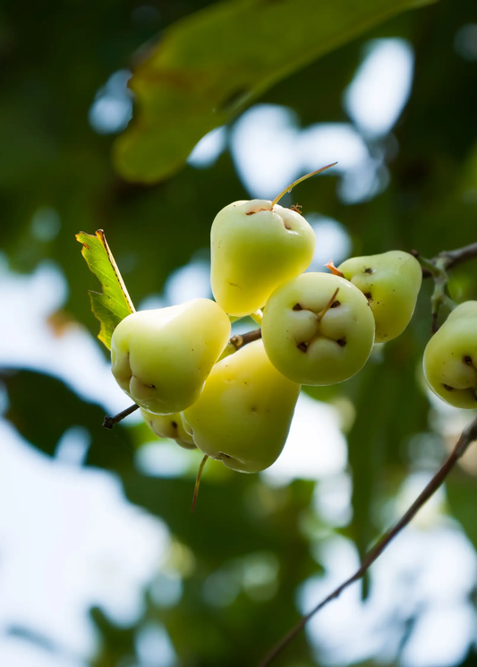 Wax Jambu Tree Green tropical fruit on branch with pale green berries and leaves Sow Exotic on Tampa Home & Garden Store