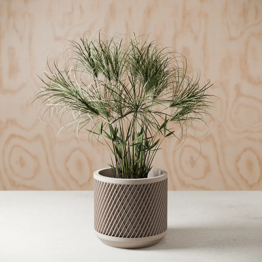 Weave Planter gray plant container with diagonal weave and wispy green foliage on Tampa Home & Garden Store