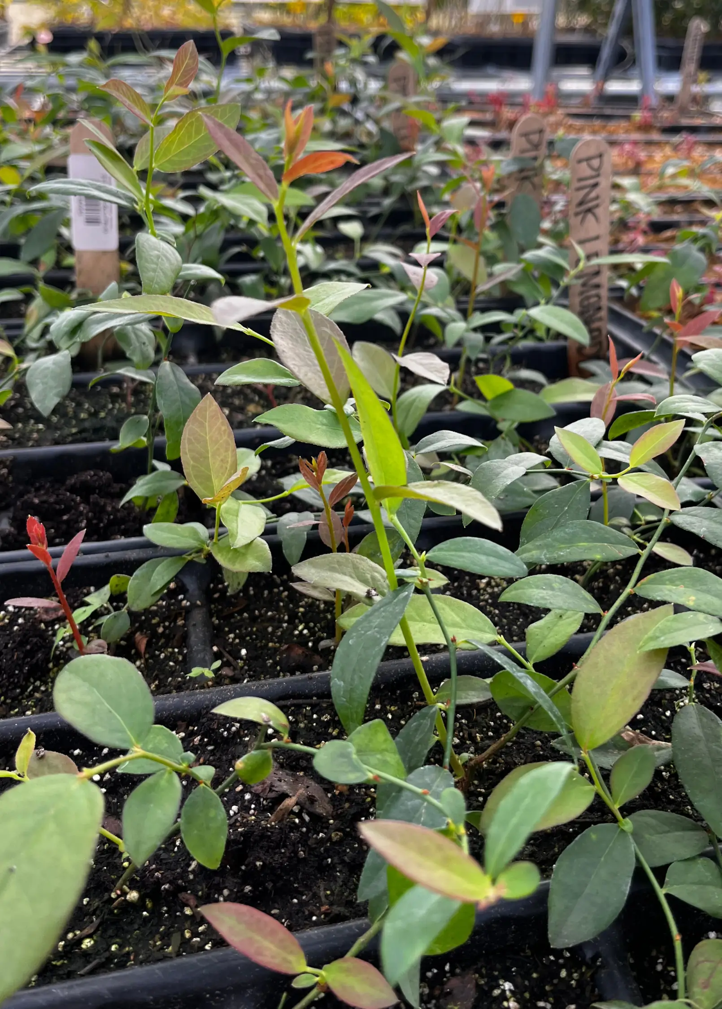 Blueberry Plant Pink Lemonade, Vaccinium corymbosum cultivar with pink new growth in tray on Tampa Home & Garden Store