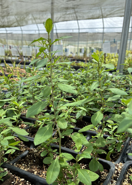 Red Goji Berry Plant (Lycium barbarum)