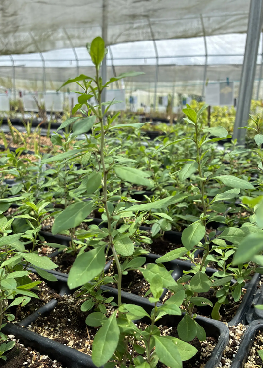 Red Goji Berry Plant Wolfberry Bush, fruiting plant in tray, Sow Exotic on Tampa Home & Garden Store