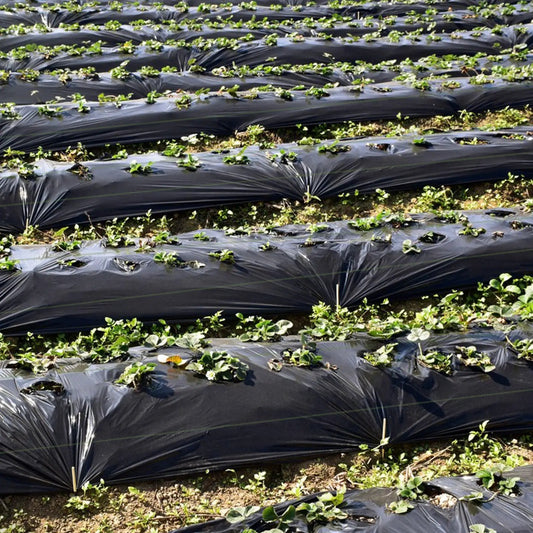 Black weed barrier landscape fabric rolls for garden beds with small plants on Tampa Home & Garden Store