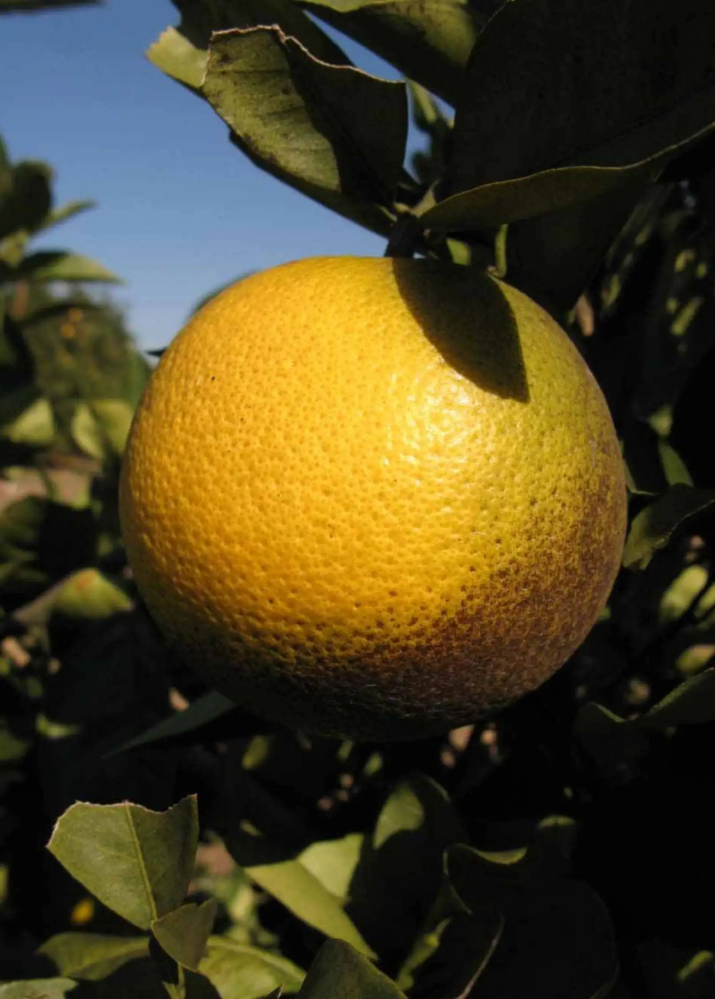 Westin Sweet Orange Tree citrus fruit on branch with green leaves on Tampa Home & Garden Store