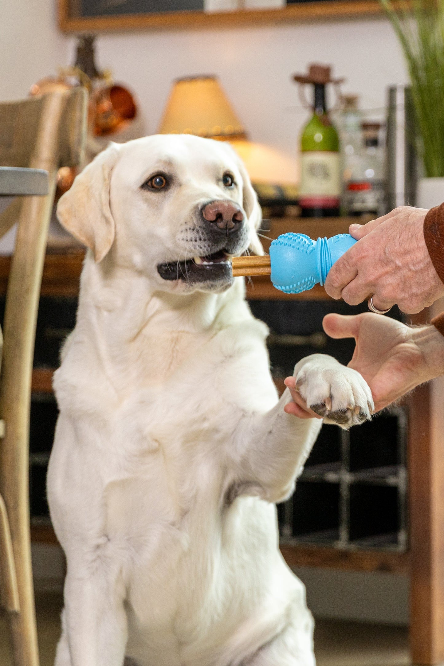 Flossr dog toy by West Paw, blue textured chew on Tampa Home & Garden Store