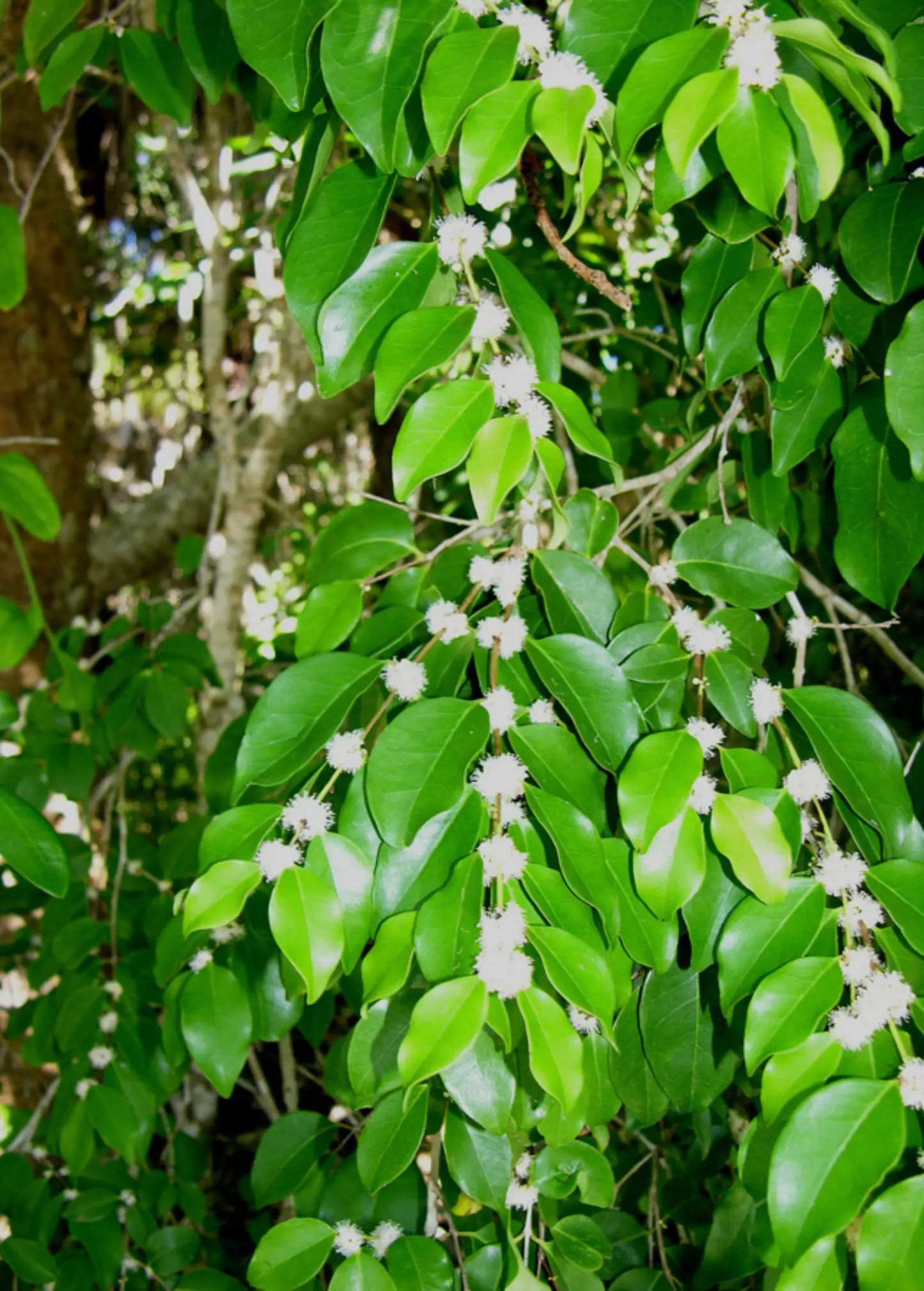 White Berry Stopper tree Eugenia axillaris with glossy green leaves and white flowers on Tampa Home & Garden Store