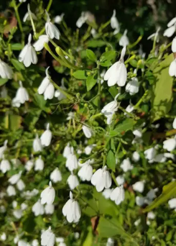 White Crane Flower Plant with white bell-shaped blossoms and green foliage herb garden plant on Tampa Home & Garden Store