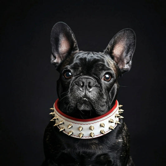 White Frenchie collar for small/medium dogs with gold spikes and red trim by Bestia Dog Gear on Tampa Home & Garden Store