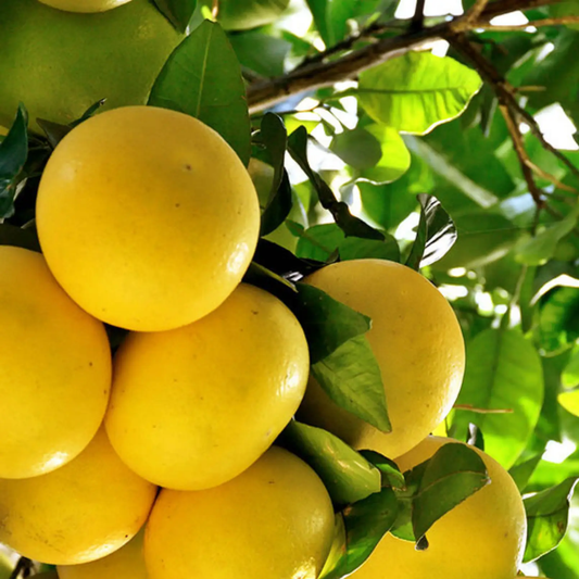 White Grapefruit Tree (Citrus x paradisi) - Tampa Home & Garden Store