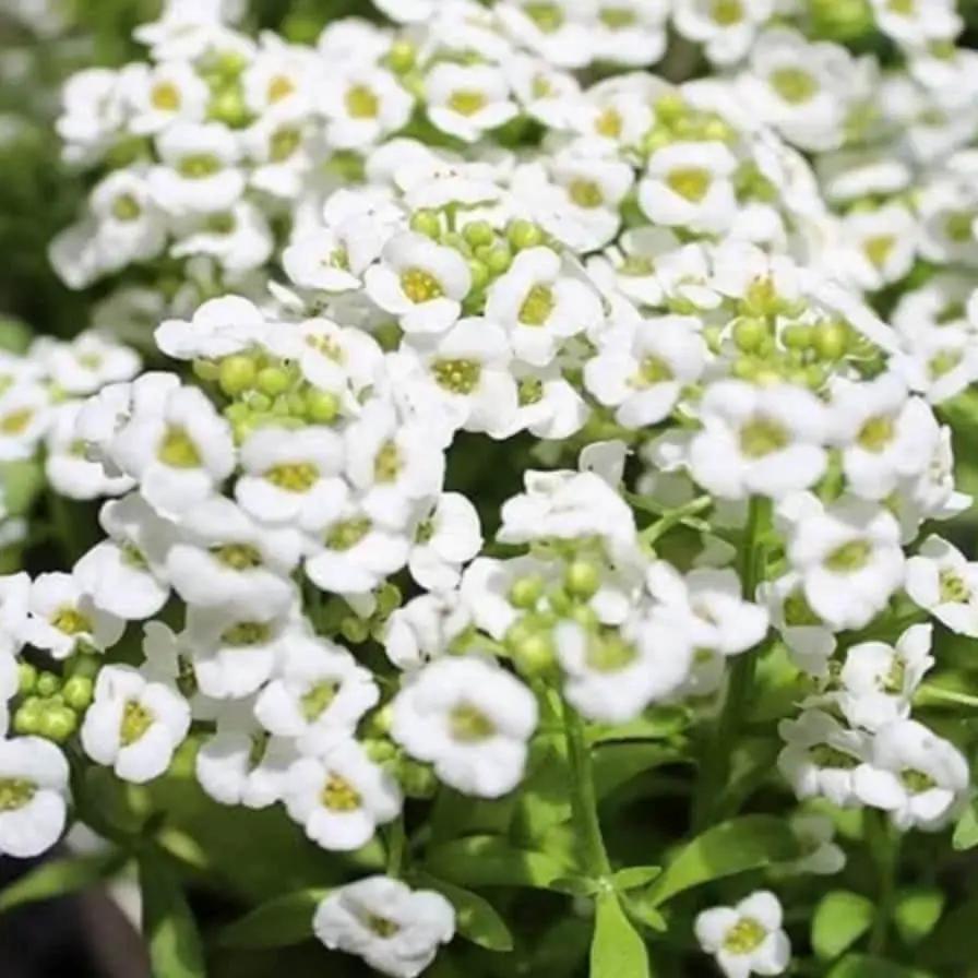 White Magic Creeping Thyme seeds ground cover with white blooms on Tampa Home & Garden Store
