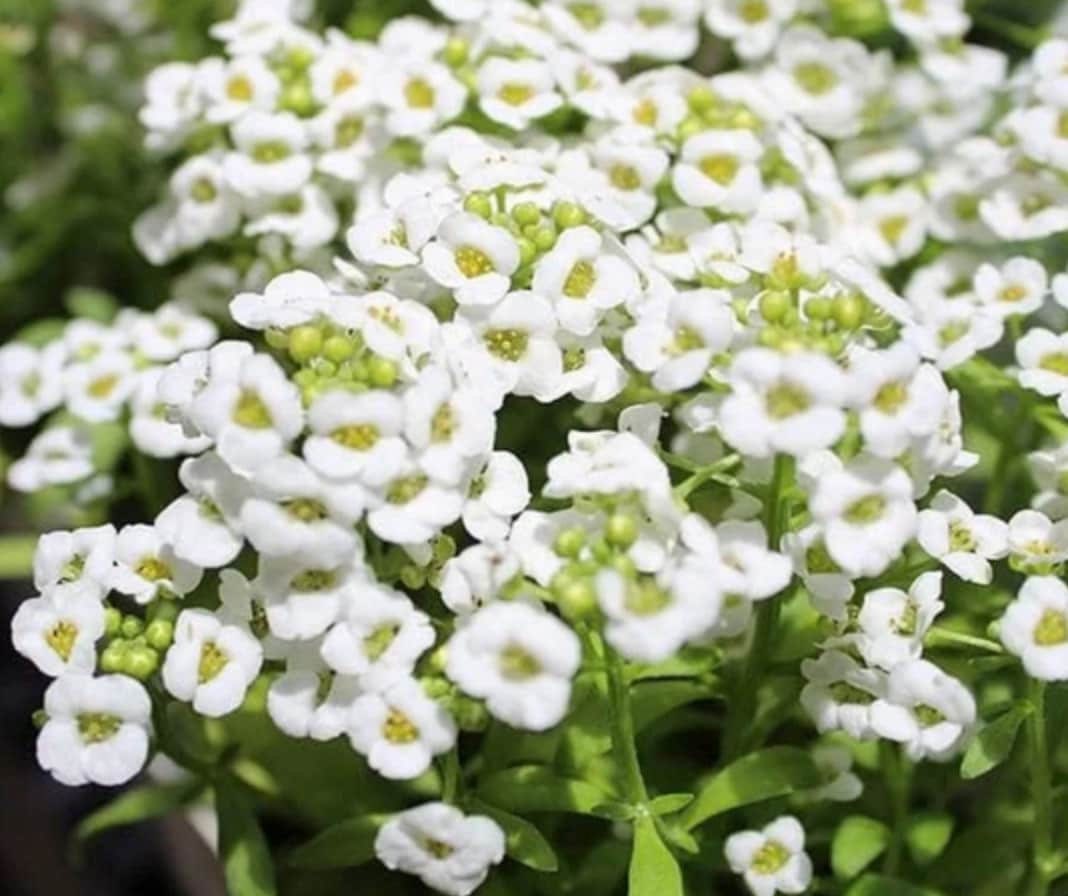 White Magic Creeping Thyme Seeds - Thymus Serpyllum - Heirloom Ground Cover Plants Easy to Plant and Grow - Open Pollinated - Tampa Home & Garden Store