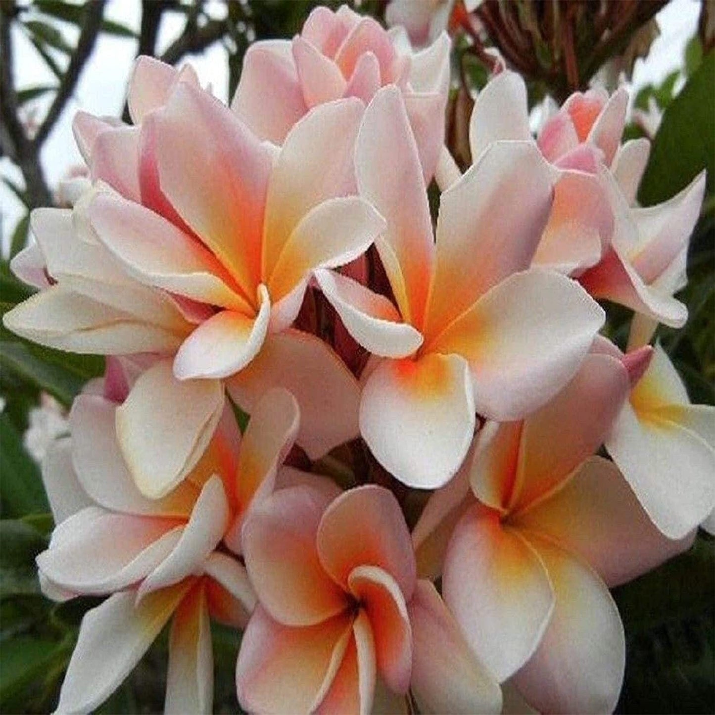 White Orange Plumeria Plant - 5 Seeds - Lei Hawaiian Garden Fragrant, Easy to Grow & Low-Maintenance - Tampa Home & Garden Store
