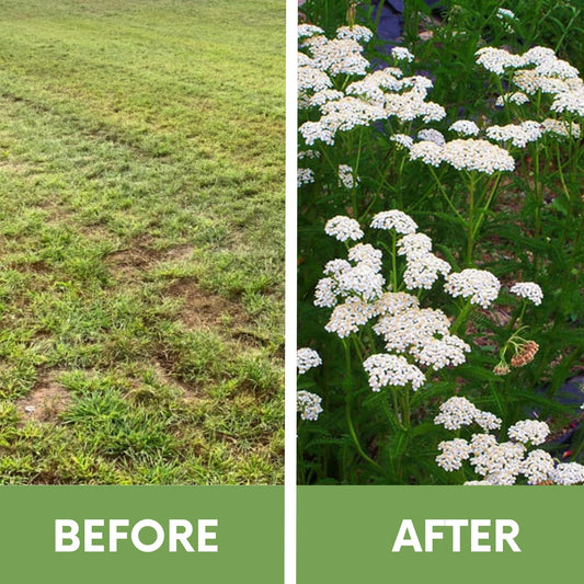 White Yarrow Seed Pouch by Flawn Seed Kits; bare lawn on left, tall white blooms on right on Tampa Home & Garden Store