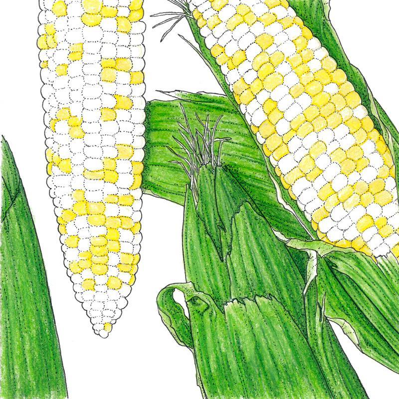Who Gets Kissed Corn Seeds (Organic) - Tampa Home & Garden Store