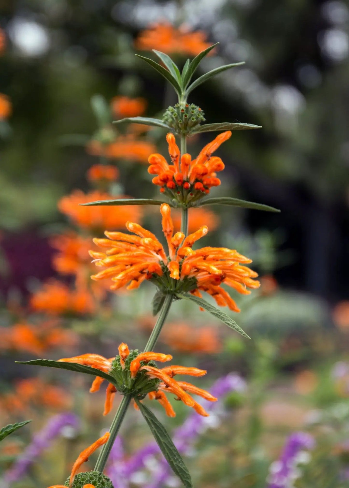 Wild Dagga plant Leonotis leonurus Lion's Tale herb with bright orange flower spikes on Tampa Home & Garden Store