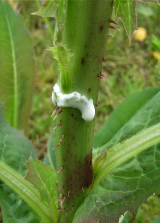 Wild Lettuce plant Lactuca virosa Opium Lettuce stem with white sap and small thorns on Tampa Home & Garden Store