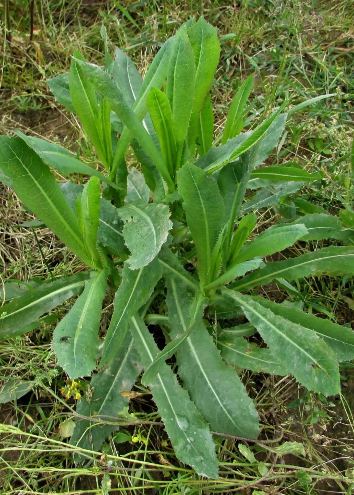Wild Lettuce plant Lactuca virosa herb with green, lanceolate leaves in a rosette Sow Exotic on Tampa Home & Garden Store