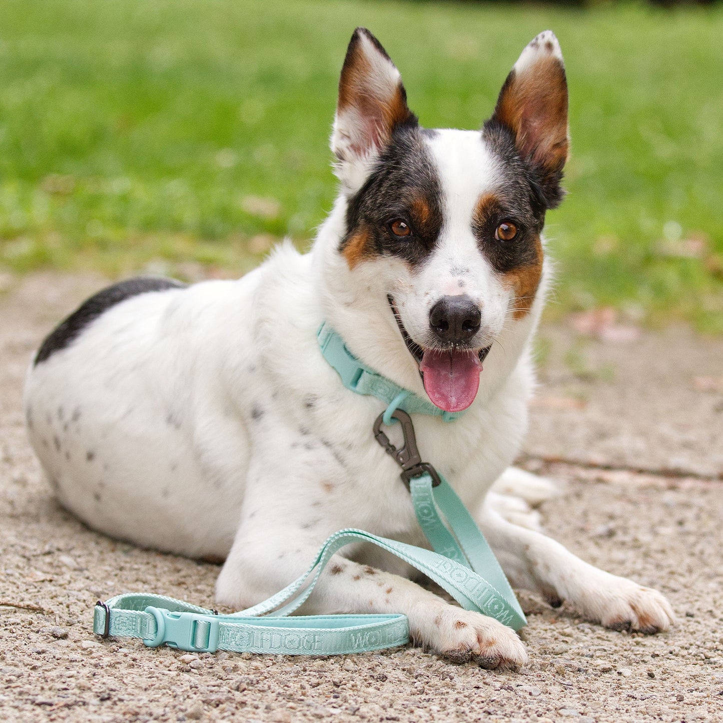 Wolfdoge Signature Leash - Tampa Home & Garden Store