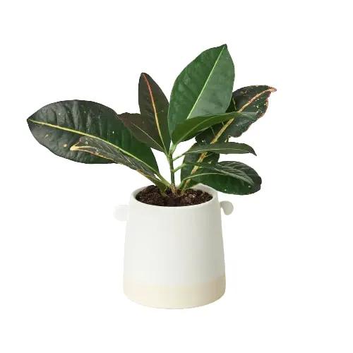 Knob Cylinder Pot - 5 Inch - Tampa Home & Garden Store
