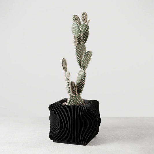 Xenova spiral planter in black ribbed pot with tall cactus on Tampa Home & Garden Store