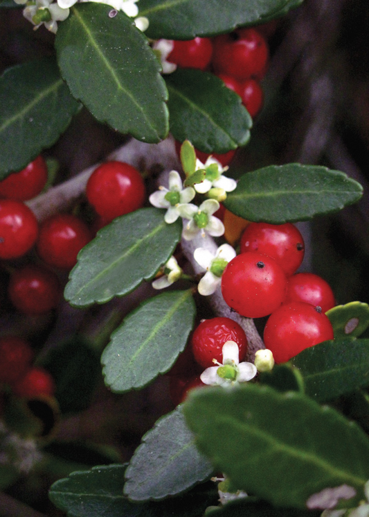 Yaupon Holly (Ilex vomitoria) - Tampa Home & Garden Store