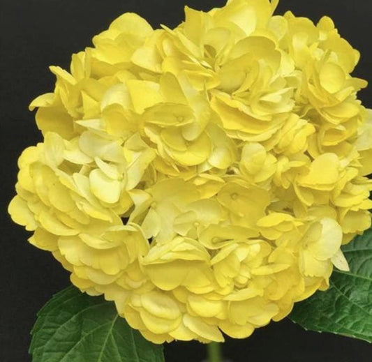 Yellow Hydrangea Seeds - Beautiful Attractive Showy and Hardy Perennial Flowers - Tampa Home & Garden Store