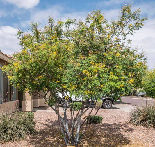 Caesalpinia Mexicana Bird of Paradise seeds shrub with yellow flowers in desert yard on Tampa Home & Garden Store