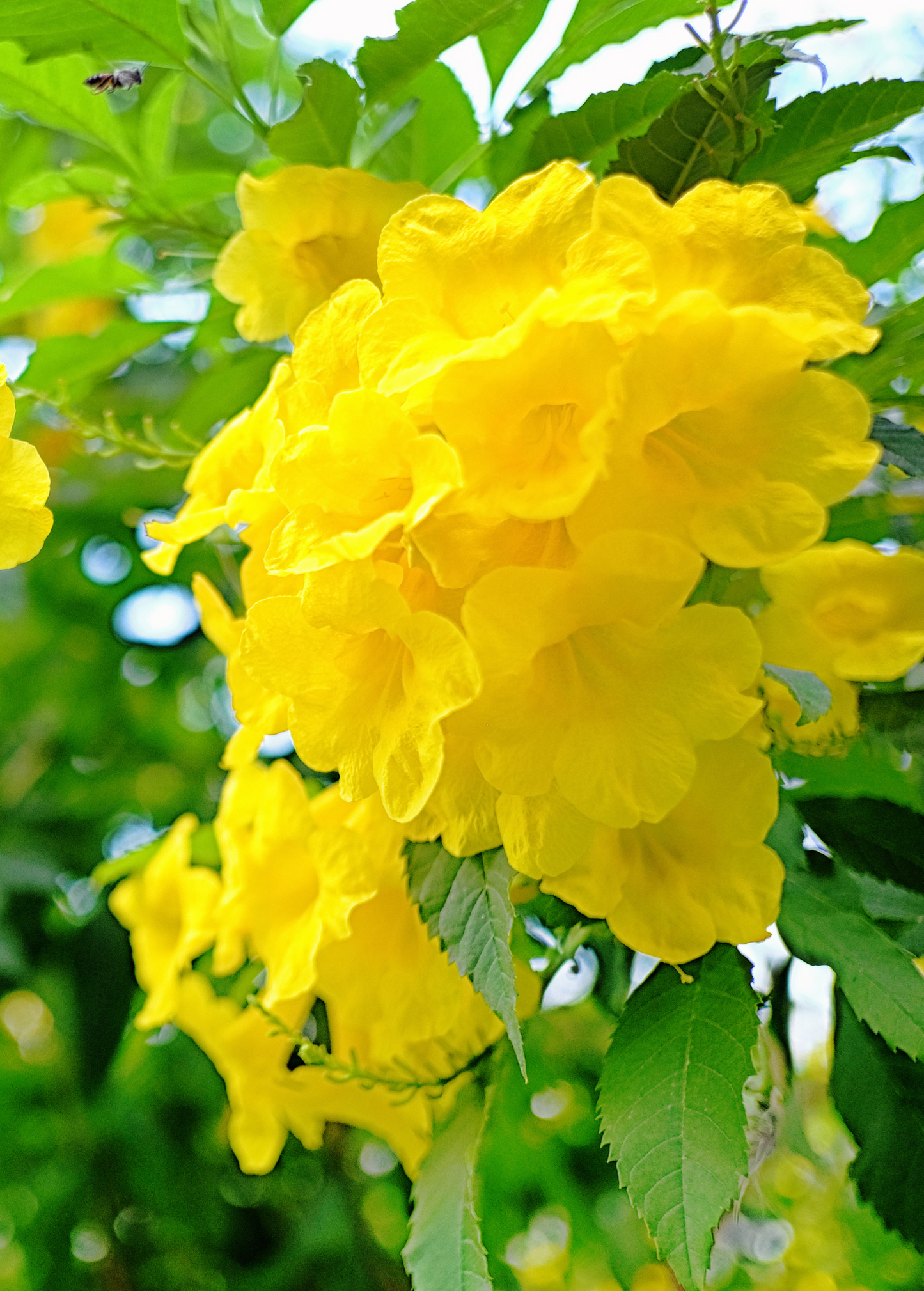 Hojas de Tronadora, Yellow Elder Plant (Tecoma stans)