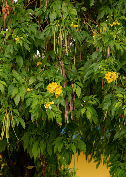 Hojas de Tronadora, Yellow Elder Plant (Tecoma stans)