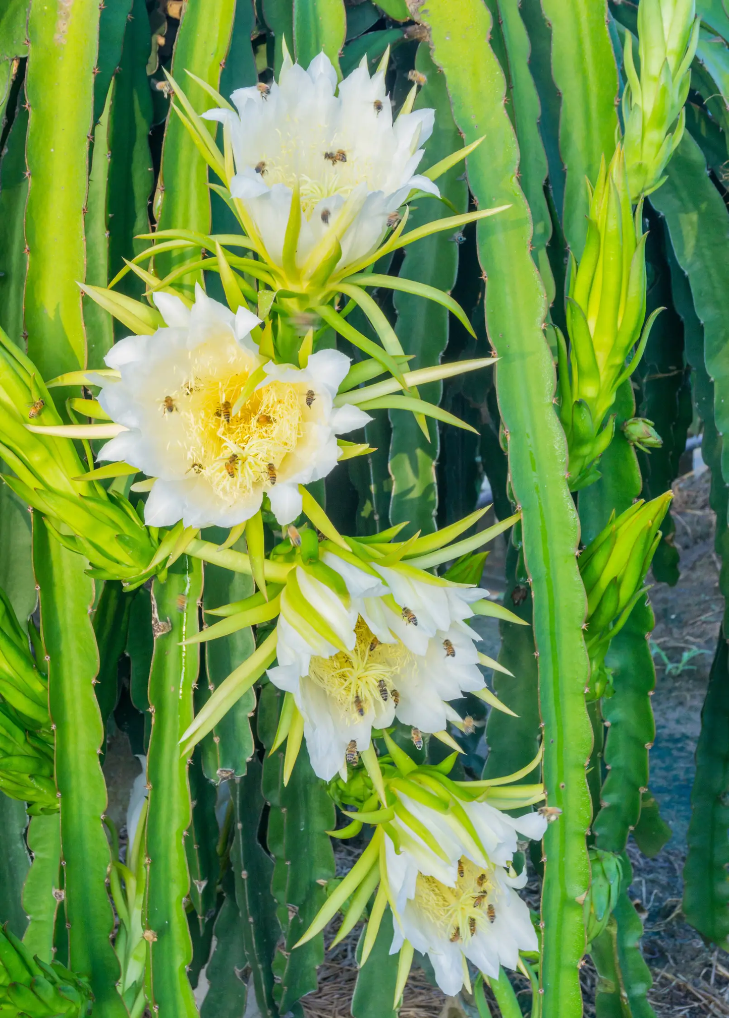 Dragon Fruit, Yellow (Selenicereus megalanthus) - Tampa Home & Garden Store