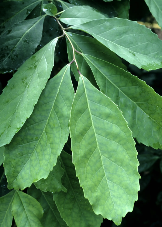 Yerba Mate Tree Ilex paraguariensis with glossy green serrated leaves Sow Exotic on Tampa Home & Garden Store