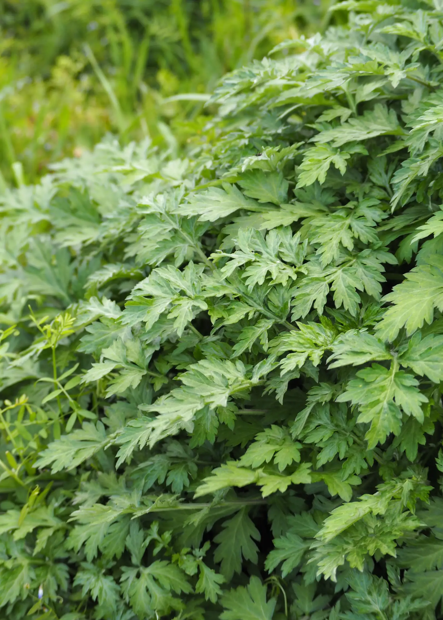 Yomogi Plant (Artemisia princeps) - Tampa Home & Garden Store